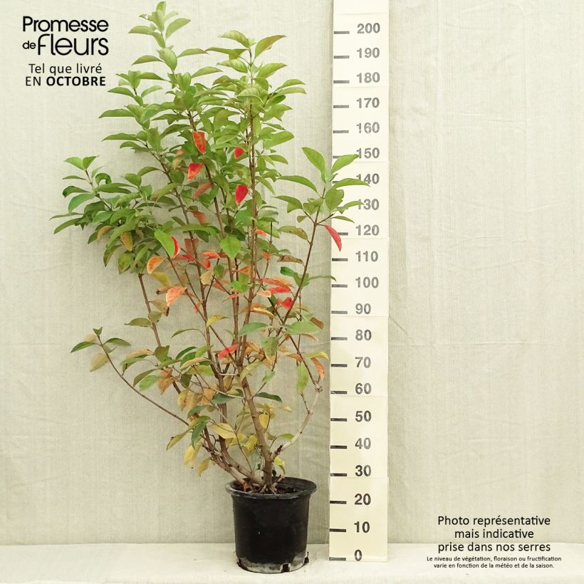 Exemplar von Viburnum lucidum - Viorne luisante Pot de 7,5L/10L wie im Herbst geliefert