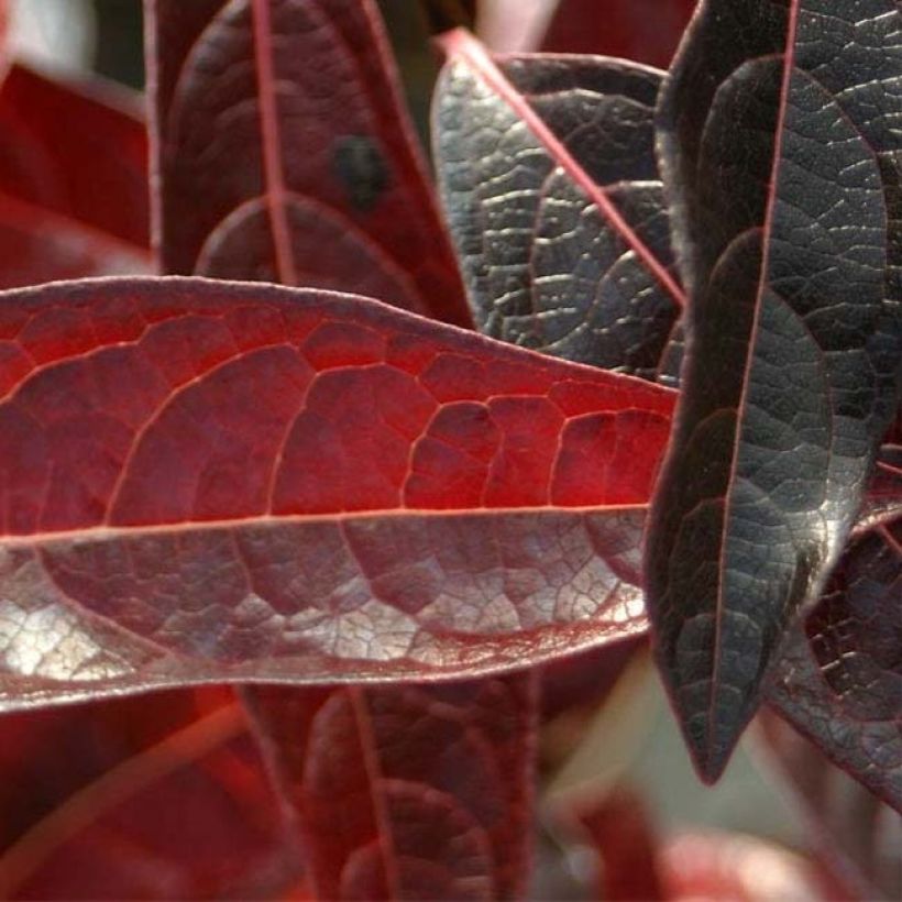 Schneeball Brandywine - Viburnum nudum (Laub)