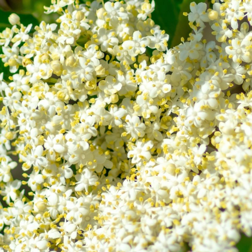 Schneeball Brandywine - Viburnum nudum (Blüte)