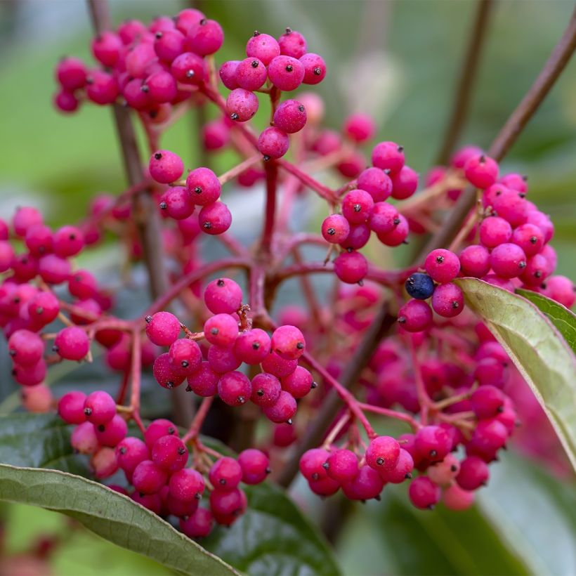 Schneeball Brandywine - Viburnum nudum (Ernte)