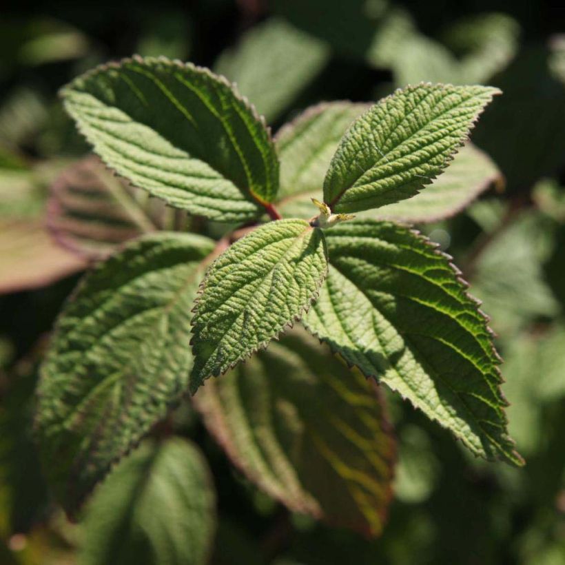 Schneeball Pink Beauty - Viburnum nudum (Laub)