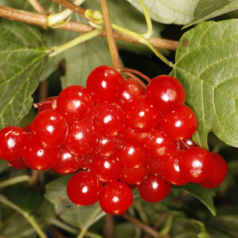 Gewöhnlicher Schneeball Tajożnyje Rubiny - Viburnum opulus (Ernte)