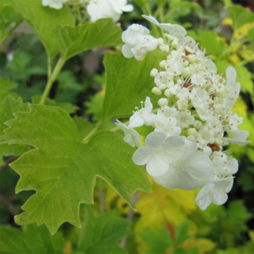 Gewöhnlicher Schneeball Xanthocarpum - Viburnum opulus (Blüte)