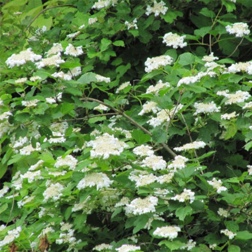 Gewöhnlicher Schneeball - Viburnum opulus (Blüte)