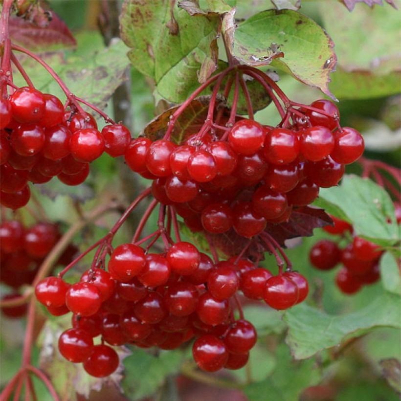 Gewöhnlicher Schneeball - Viburnum opulus (Ernte)