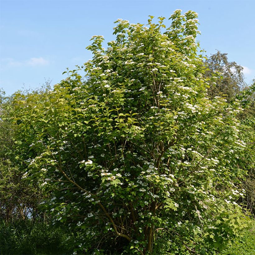 Gewöhnlicher Schneeball - Viburnum opulus (Hafen)