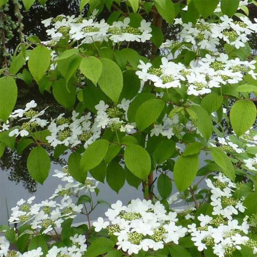 Japanischer Schneeball Kilimanjaro - Viburnum plicatum (Laub)