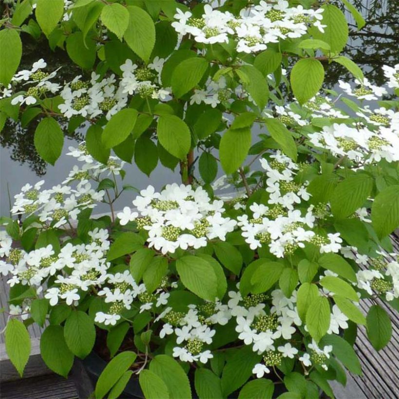 Japanischer Schneeball Kilimanjaro - Viburnum plicatum (Blüte)