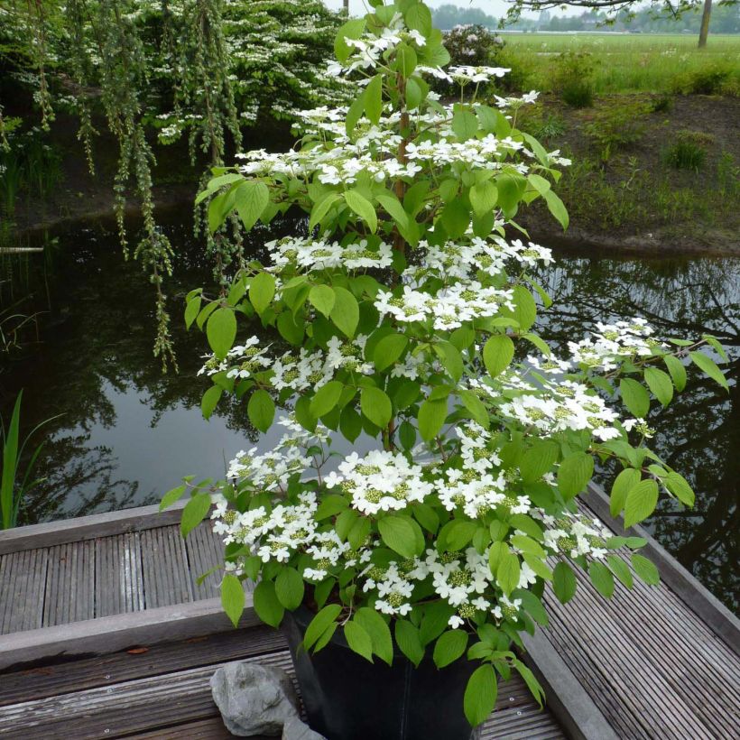 Japanischer Schneeball Kilimanjaro - Viburnum plicatum (Hafen)