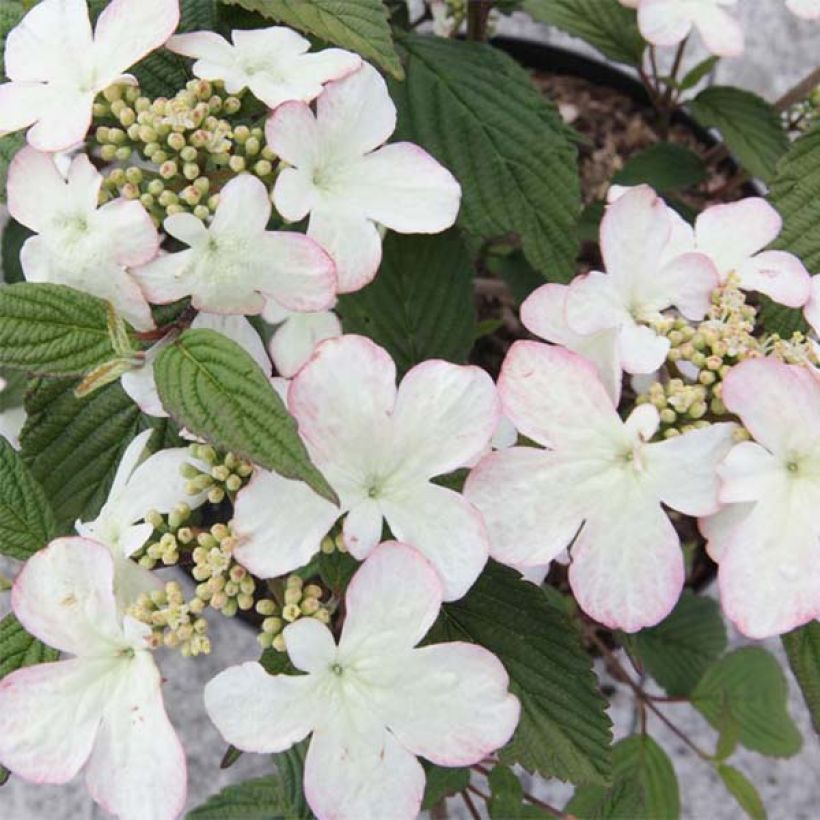 Japanischer Schneeball Kilimanjaro Sunrise - Viburnum plicatum (Blüte)