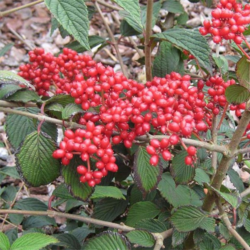 Japanischer Schneeball Kilimanjaro Sunrise - Viburnum plicatum (Ernte)