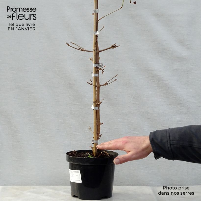 Exemplar von Viorne de Chine - Viburnum plicatum Kilimanjaro Sunrise Pot de 2L/3L wie im Winter geliefert