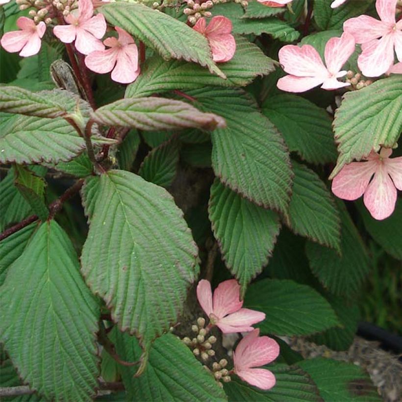 Japanischer Schneeball Molly Schroeder - Viburnum plicatum f. tomentosum (Laub)