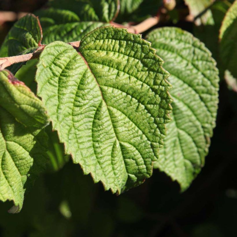 Japanischer Schneeball Shasta - Viburnum plicatum mariesii (Laub)