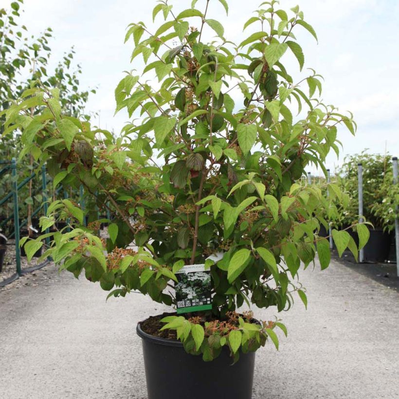 Japanischer Schneeball Shasta - Viburnum plicatum mariesii (Hafen)