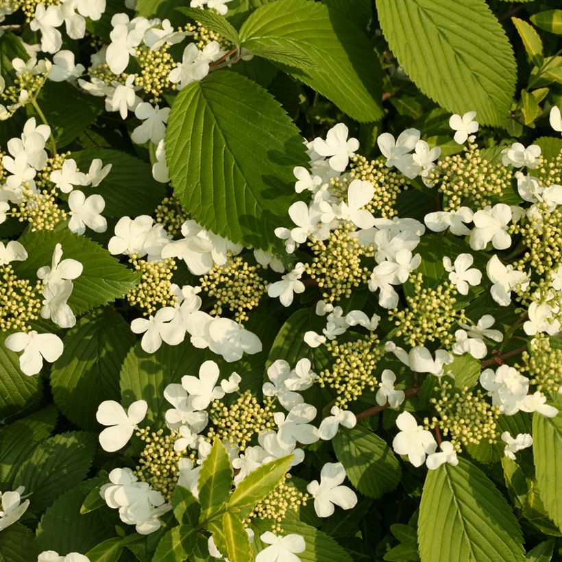 Japanischer Schneeball St Keverne - Viburnum plicatum (Blüte)