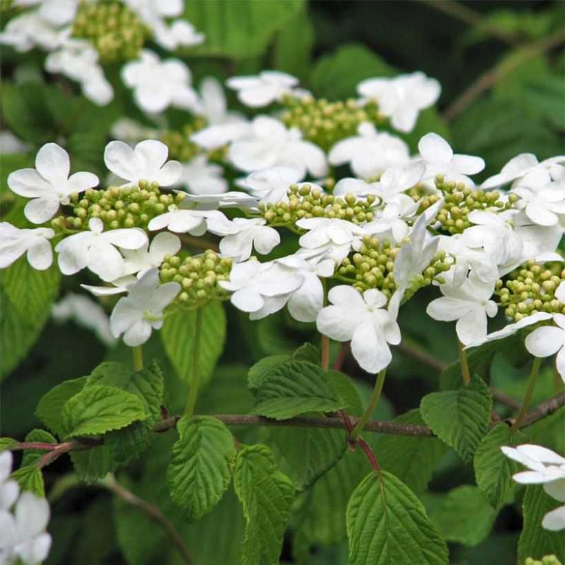 Japanischer Schneeball Tomentosum - Viburnum plicatum (Blüte)