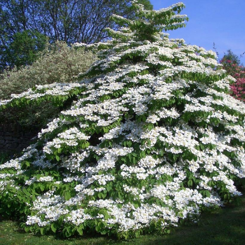 Japanischer Schneeball Tomentosum - Viburnum plicatum (Hafen)