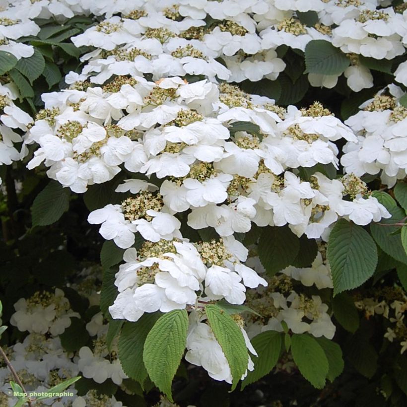 Japanischer Schneeball Lanarth - Viburnum plicatum (Blüte)