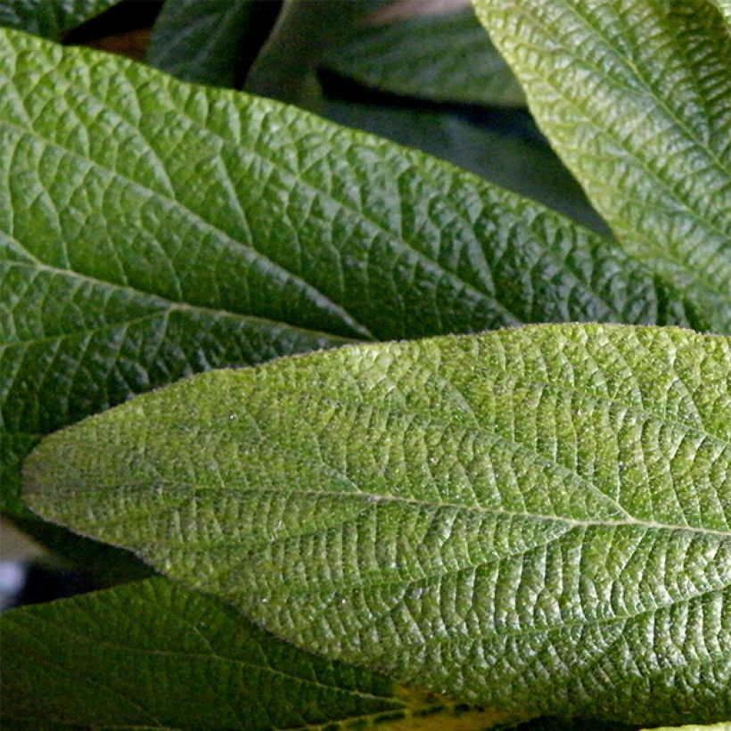 Runzelblättriger Schneeball - Viburnum rhytidophyllum (Laub)