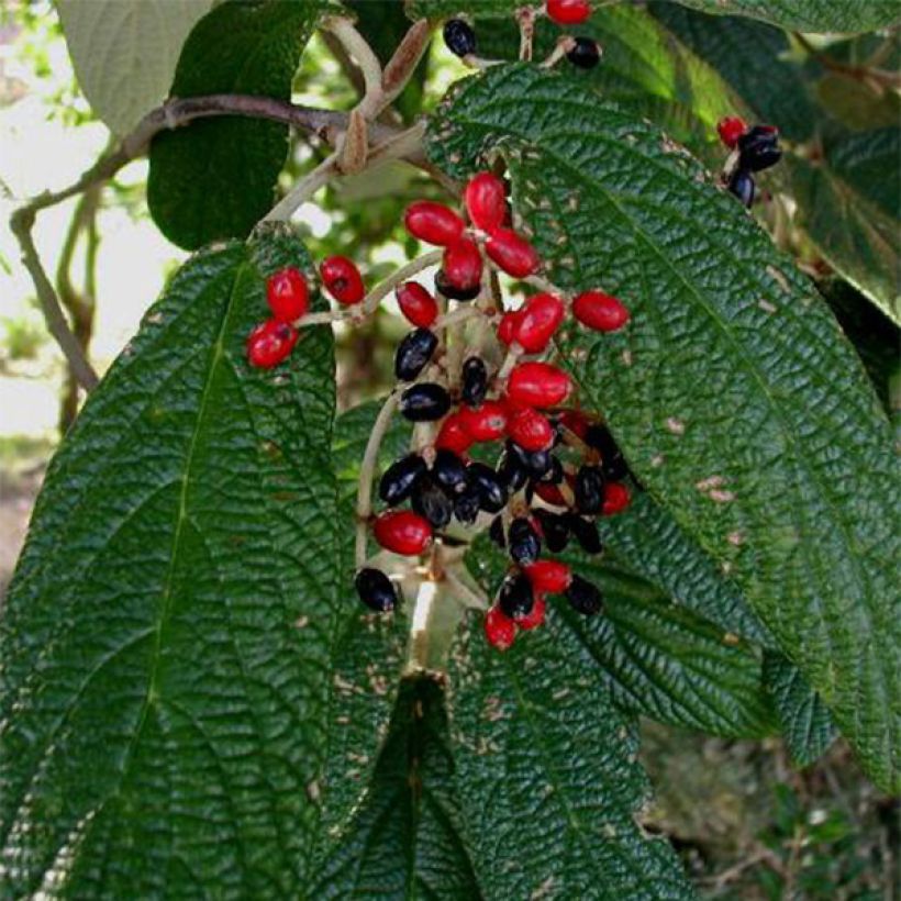 Runzelblättriger Schneeball - Viburnum rhytidophyllum (Ernte)