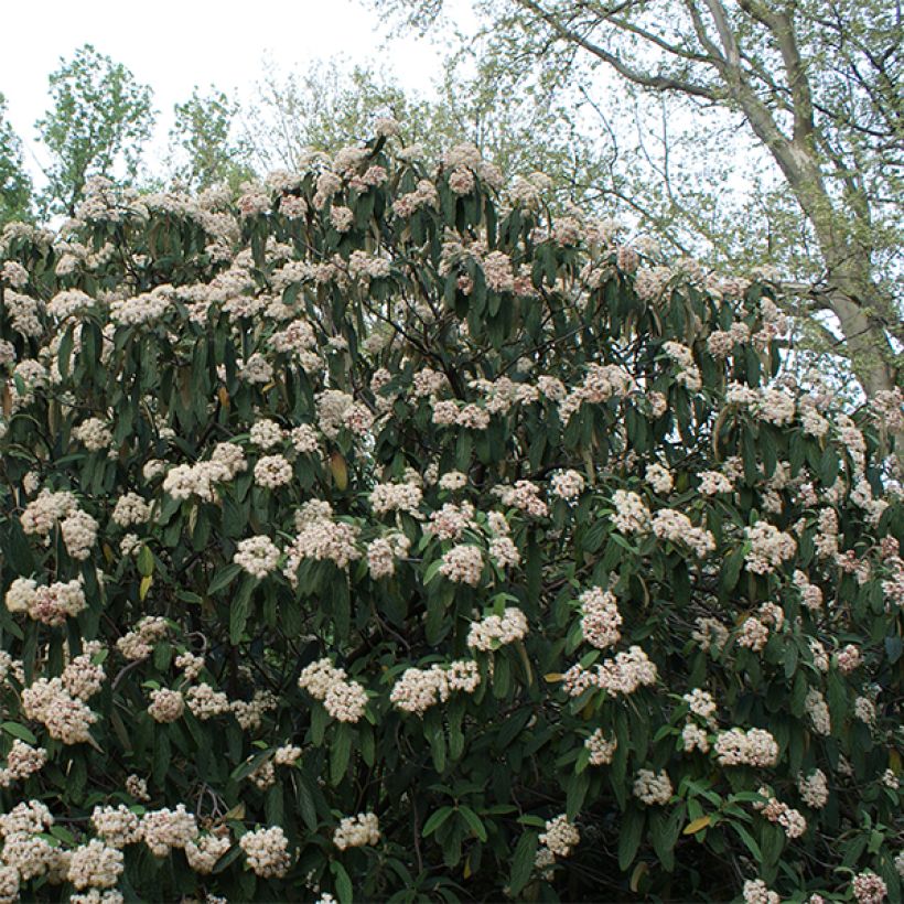 Runzelblättriger Schneeball - Viburnum rhytidophyllum (Hafen)