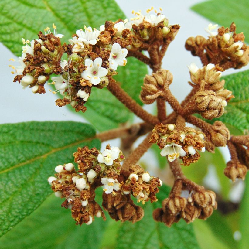 Runzelblättriger Schneeball - Viburnum rhytidophyllum (Blüte)