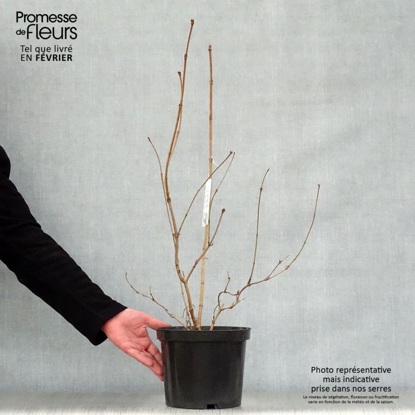 Exemplar von Viburnum sargentii Onondaga - Viorne en pot de 2L/3L wie im Winter geliefert