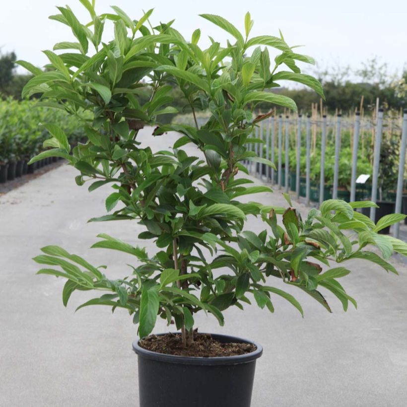 Siebolds Viburnum Seneca - Viburnum sieboldii (Hafen)