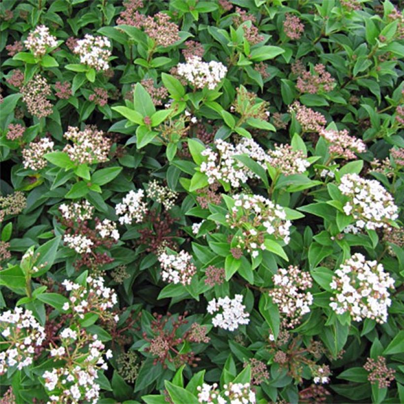 Lorbeerblättriger Schneeball Eve Price - Viburnum tinus (Blüte)