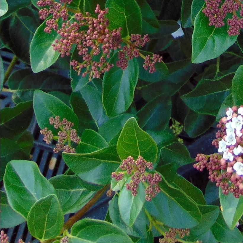 Lorbeerblättriger Schneeball Gwenllian - Viburnum tinus (Laub)