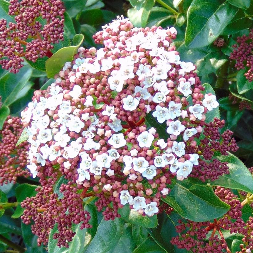 Lorbeerblättriger Schneeball Gwenllian - Viburnum tinus (Blüte)