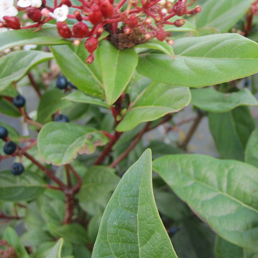 Lorbeerblättriger Schneeball Lisarose - Viburnum tinus (Laub)