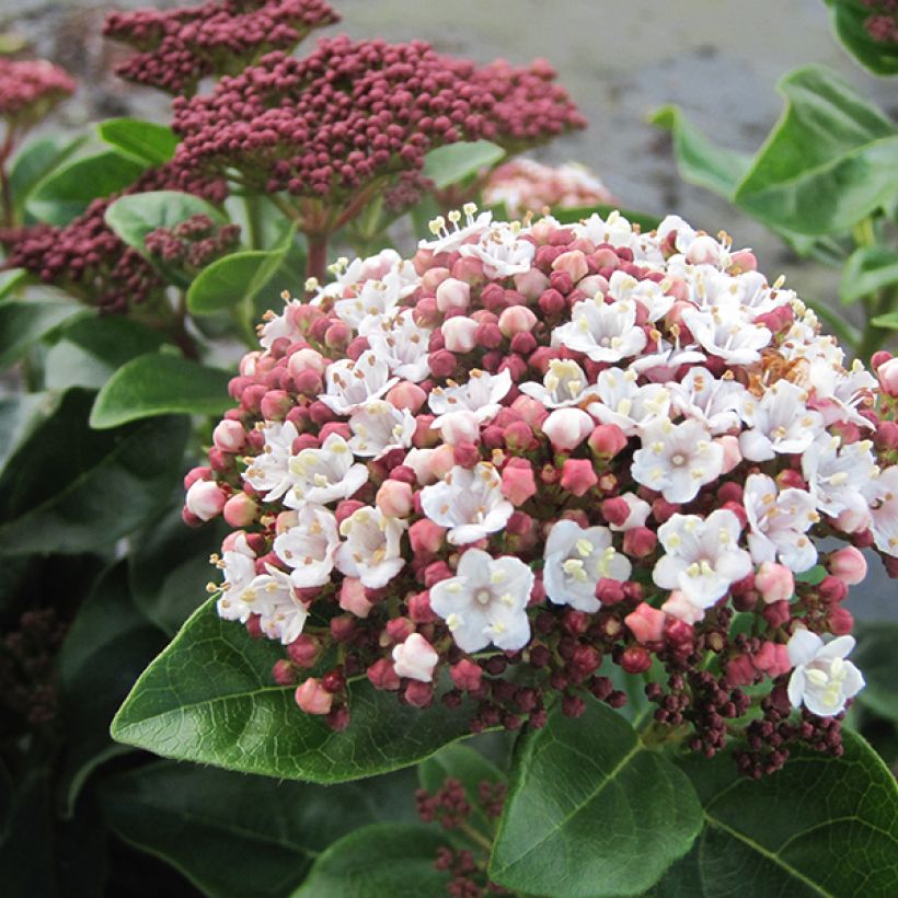 Lorbeerblättriger Schneeball Lisarose - Viburnum tinus (Blüte)