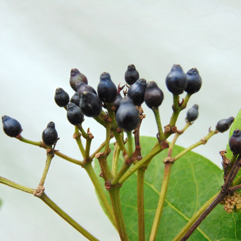 Lorbeerblättriger Schneeball Lisarose - Viburnum tinus (Ernte)