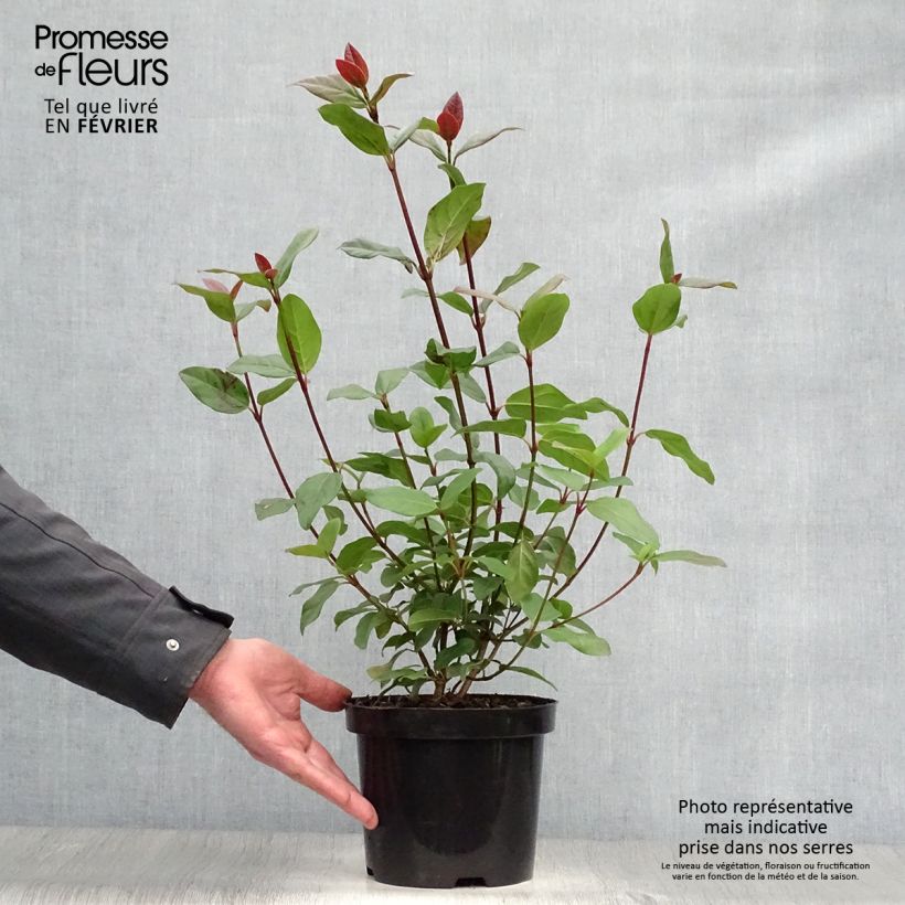 Exemplar von Viburnum tinus Purpureum - Viorne tin, Laurier tin  Pot de 2L/3L wie im Winter geliefert