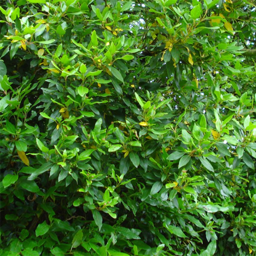 Lorbeerblättriger Schneeball Spirit - Viburnum tinus (Laub)