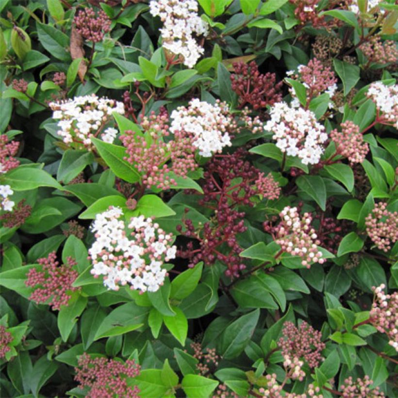 Lorbeerblättriger Schneeball Spirit - Viburnum tinus (Blüte)