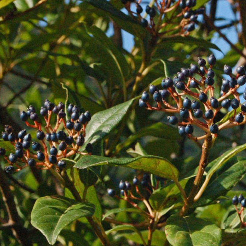 Lorbeerblättriger Schneeball Spirit - Viburnum tinus (Ernte)