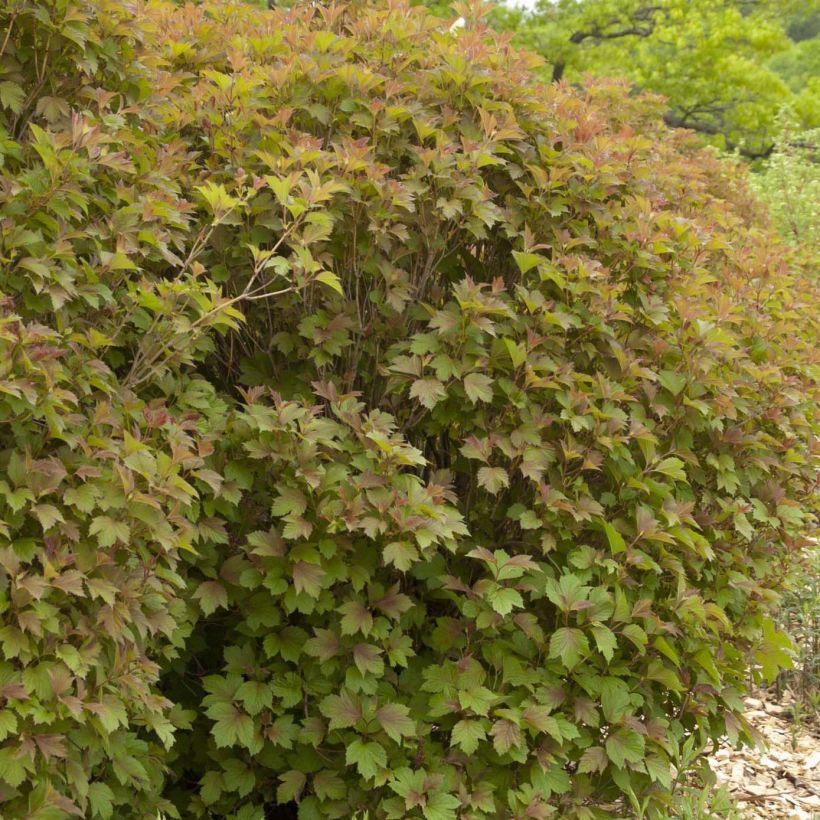 Amerikanischer Schneeball Bailey Compact - Viburnum trilobum (Hafen)