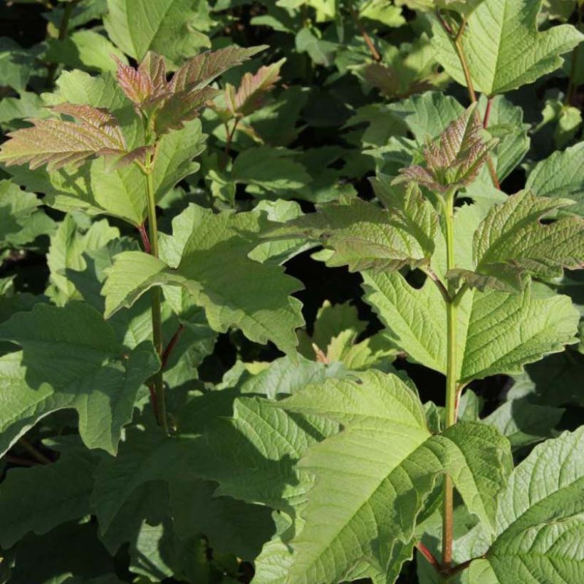 Amerikanischer Schneeball Wentworth - Viburnum trilobum (Laub)