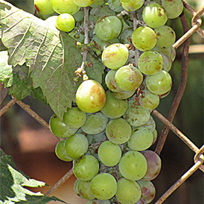 Weinrebe Ampelia Amandin (Ernte)