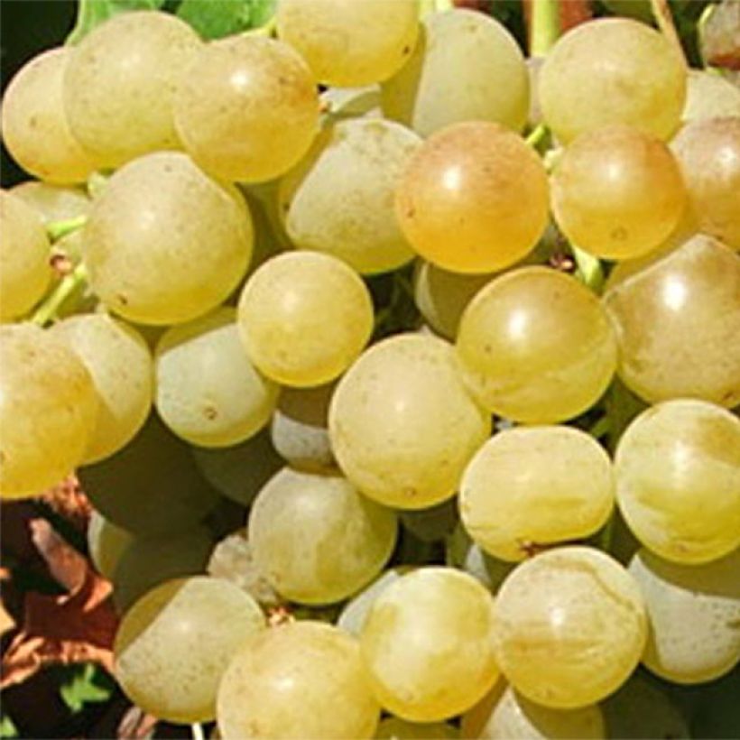 Weinrebe Ampelia Candin (Ernte)