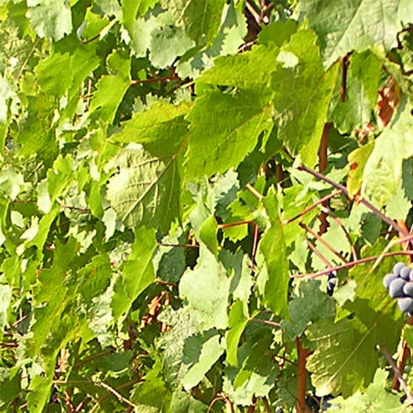 Weinrebe Cabernet Franc (Laub)