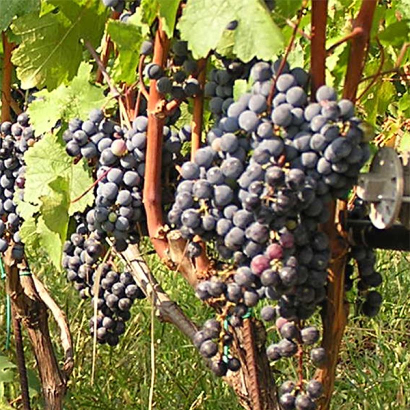 Weinrebe Cabernet Franc (Ernte)