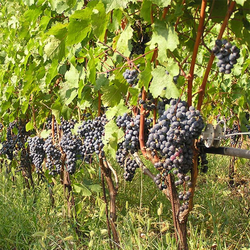 Weinrebe Cabernet Franc (Hafen)