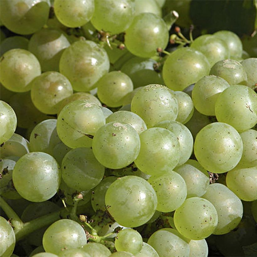 Weinrebe Chardonnay (Blüte)