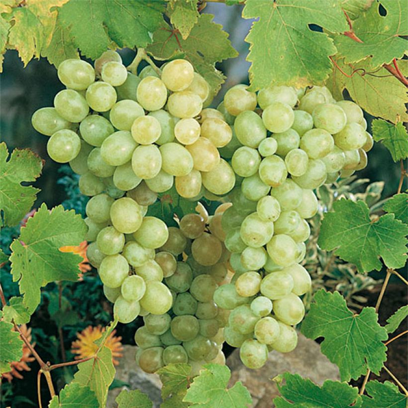 Weinrebe Italia (Ernte)