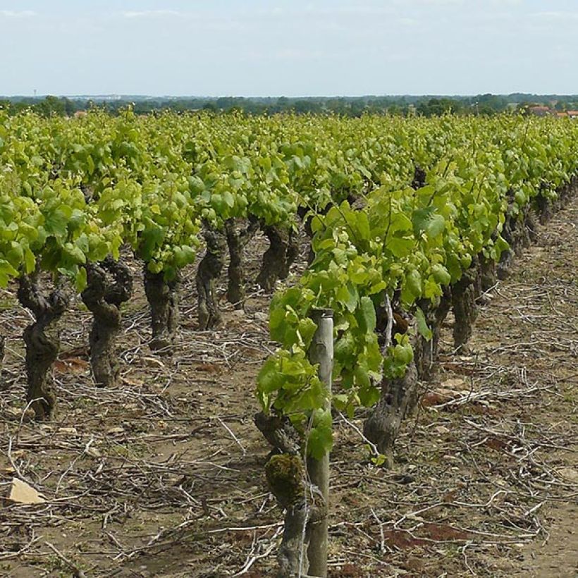 Weinrebe Muscat d'Alexandrie (Hafen)