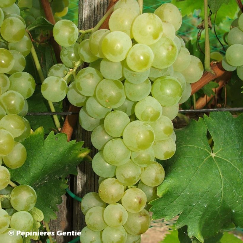 Weinrebe Muscat Blanc à Petits Grains (Ernte)